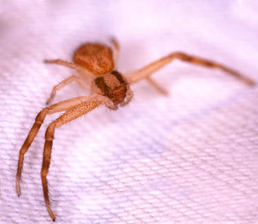 Bedroom Crab Spider