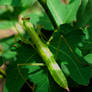 Immature Praying Mantis 