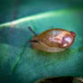 Little Land Snail 