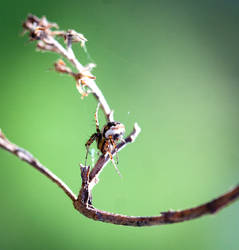 Tuftlegged Orbweaver (Mangora placida)_