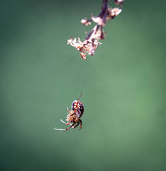 Tuftlegged Orbweaver (Mangora placida)3