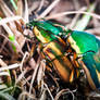 Mating Cotinis nitida - Green June Beetle