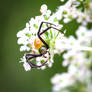 Whitebanded Crab Spider - Misumenoides formosipes