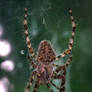 Barn Spider, VT 