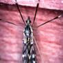 Crane Fly, VT 