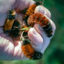 Handful of Woolly Bears