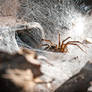 Grass-funnel Web Weaver Spider 