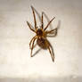 Bedroom Cobweb Spider - 03.30.18