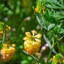 Yellow Wildflower