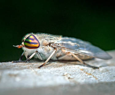 Horsefly