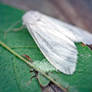Moth, Eggs and Lacewing