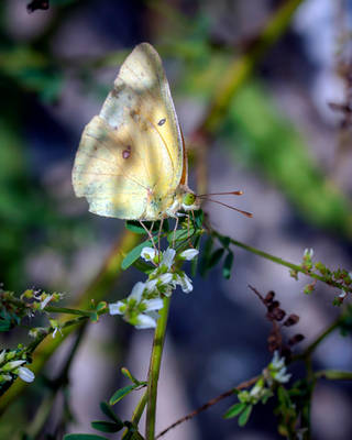 Cloudless Sulphur, Barnegat Light - 2018