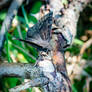  Wild Indigo Duskywing