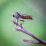 Robberfly - 2018 