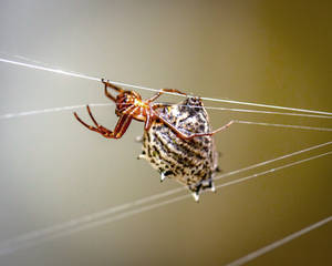 Brown Spined Micrathena 