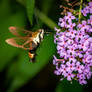 Snowberry Clearwing  Hemaris diffinis - 2018