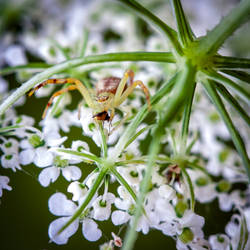 Northern Crab Spider with Meal - 2018 by WanderingMogwai