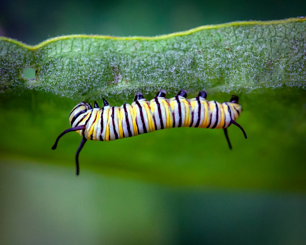 Little Monarch Cat - 2018