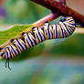 First Monarch Caterpillar - 08.22.19