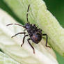 Brown Marmorated Stink Bug (Halyomorpha halys)