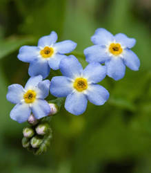 Water Forget-Me-not 07.16.20