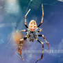 Labyrinth Orbweaver