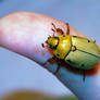 Beetle On Thumb - 06.28.21