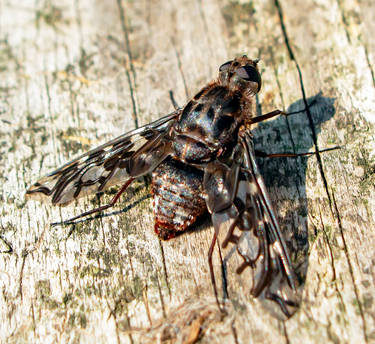 Tiger Bee Fly (Xenox tigrinus) - 07.30.21