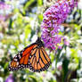 Monarch Butterfly - 07.30.21