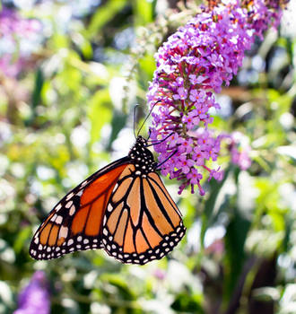 Monarch Butterfly - 07.30.21