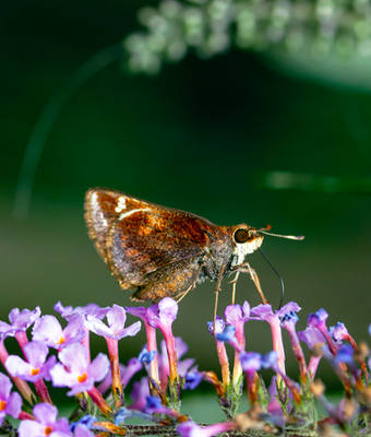 Zabulon Skipper (Lon zabulon) - 08.09.21