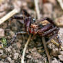 Ground Crab Spider, female - 08.16.21