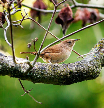 Wren