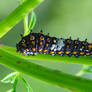 Black Swallowtail Caterpillar