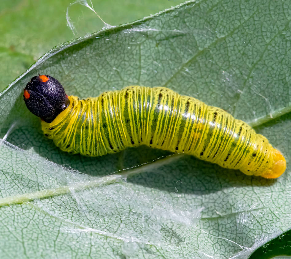 silver-spotted skipper caterpillar