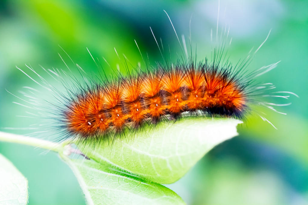 Caterpillar - 07.12.22