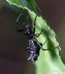 Black Spined Micrathena (Micrathena gracilis) by WanderingMogwai