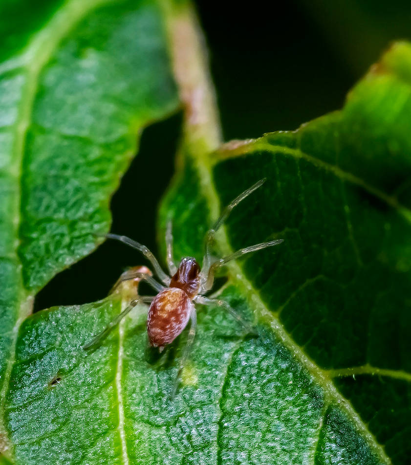 Web Weaver Insect Mesh Web Weaver (Dictynidae sp.) - 08.23.22 by WanderingMogwai on ...