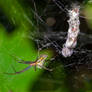 Basilica Orbweaver With String Of Egg Cases