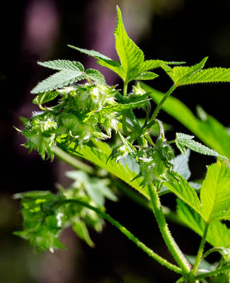 Japanese Hops (Humulus scandens) - 09.20.22