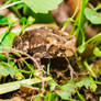 Male toad (American Toad (Anaxyrus americanus))