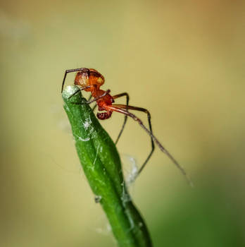 Male Spider - 05.22.23