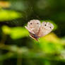 Butterfly in spiders web - 07.19.23