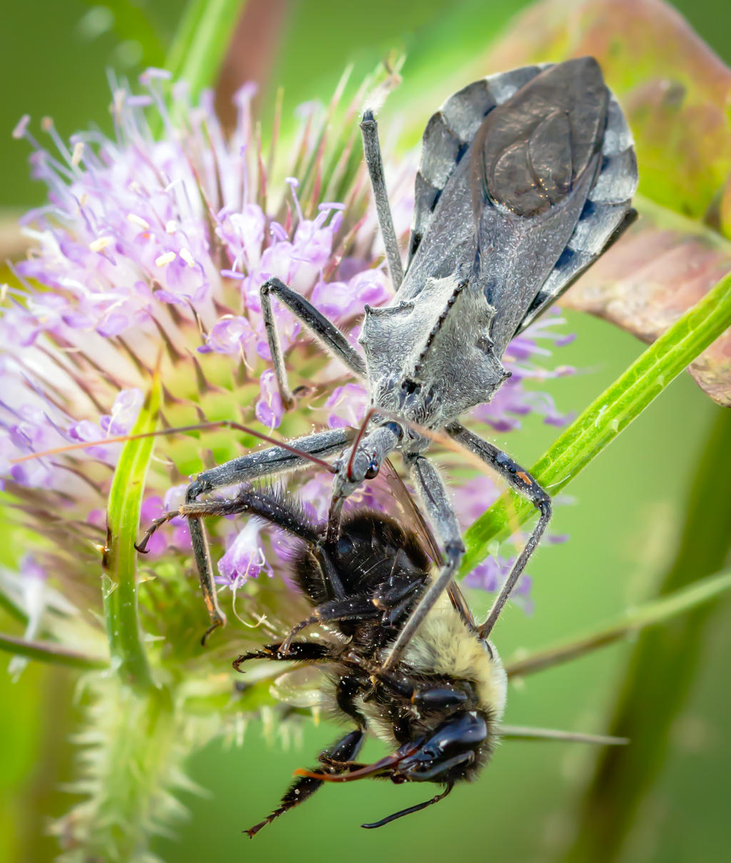 North American Wheel Bug Arilus cristatus by WanderingMogwai on DeviantArt