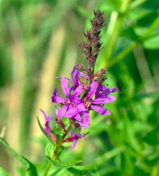 Purple Loosestrife (Lythrum salicaria) - 08.15.23