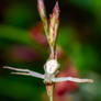 Crab Spider On Grass Frond - 08.30.23