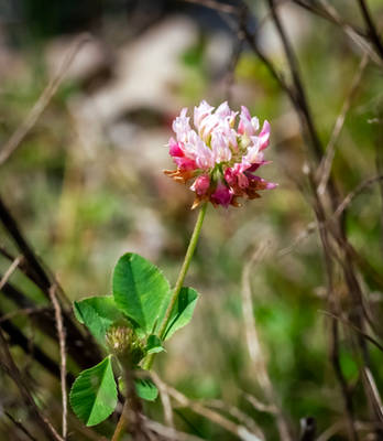 Alsike Clover (Trifolium hybridum) - 08.30.23