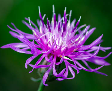 Spotted knapweed (Centaurea stoebe) - 09.20.23