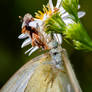 Ambush Bug with cabbage white meal - 09.20.23