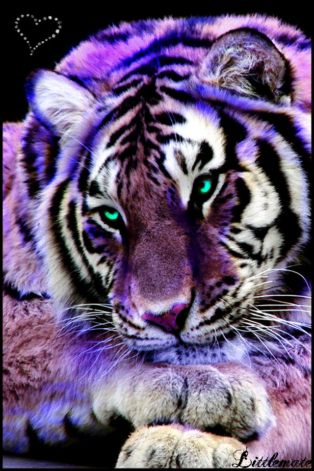 Purple Tiger by Littlemate on DeviantArt